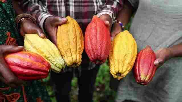 Cocoa farming in Ghana