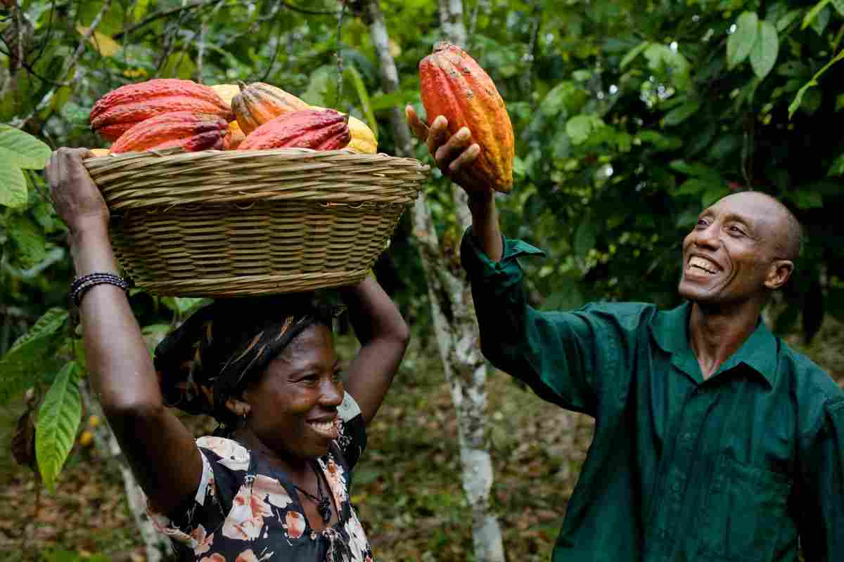 Spraying gang carrying out field operations in a cocoa farm