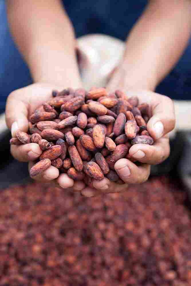 Improved Cocoa Yields
